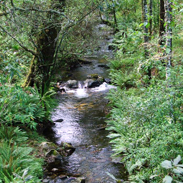 Reserva de la Biosfera Sierra de Manantlan